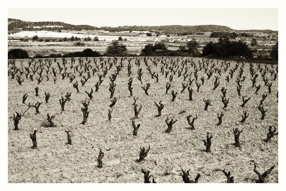 Bomen bij de Ebro